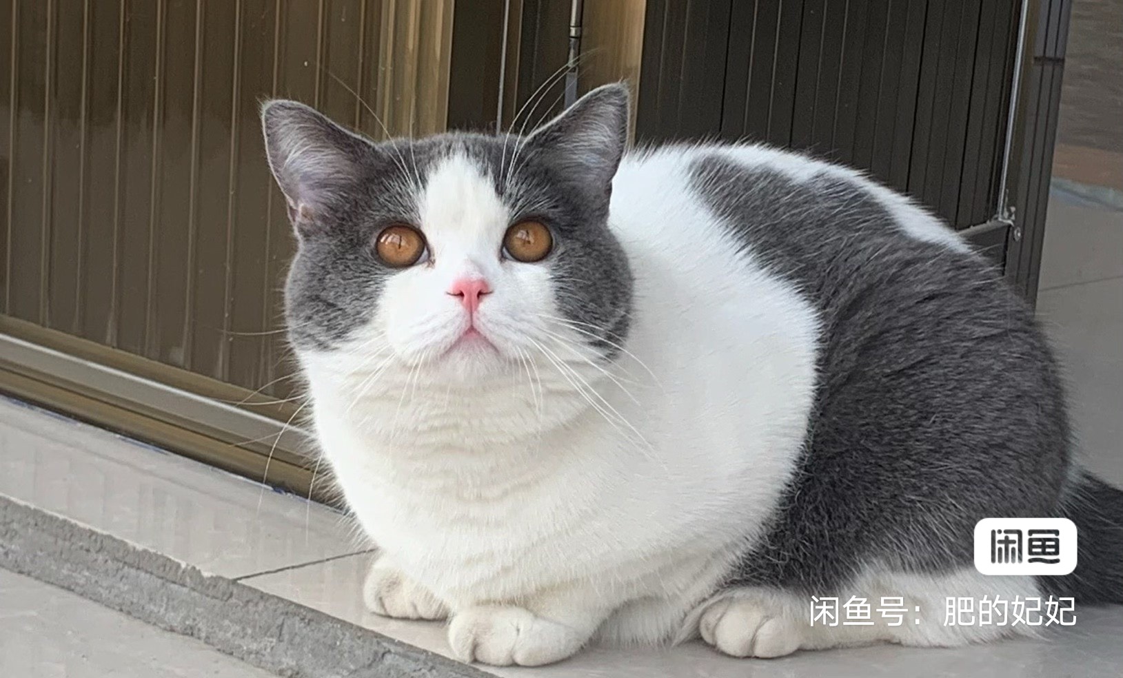 高品蓝白弟弟矮脚血